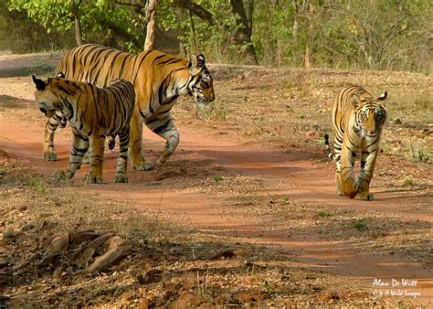Tiger And Two Cubs In Bandhavgarh C A Wild Images