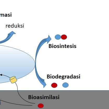 Gambar 3 Proses Bioremediasi Logam Berat Menggunakan Sel Bakteri