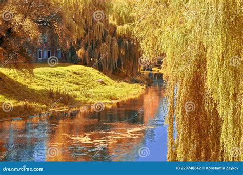 Magnificent Autumn Landscape By The River Weeping Willows Over The