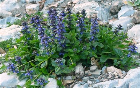 Ajuga Reptans Growing Guide How To Grow Bugle