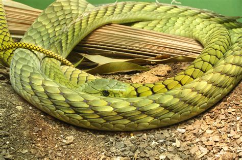 On the flip side, one of the most magnificent furthermore, snakes that possess venom use it to kill and subdue their preys and less commonly for. Mind-blowing Facts About Snakes That Will Leave You ...