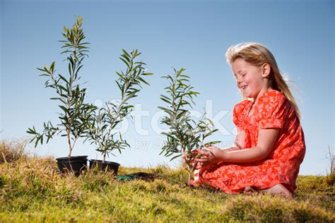 Little Girl Planting Tree Stock Photo Royalty Free Freeimages