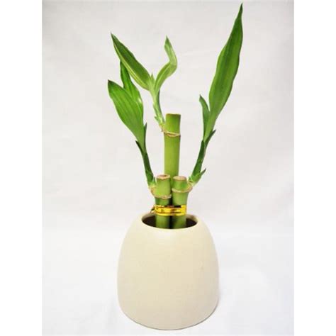 9greenbox Lucky Bamboo White Ceramic Pot