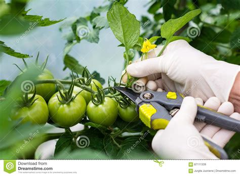 Woman Is Pruning Tomato Plant Branches In The Greenhouse