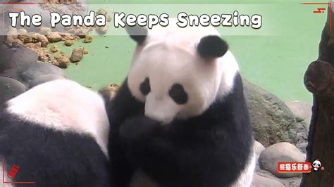 The Panda Keeps Sneezing Ipanda Youtube