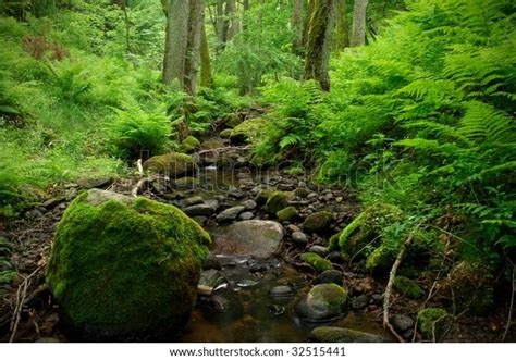 Small Stream Woods Stock Photo Edit Now 32515441