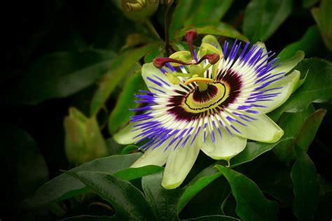 Exotic Beauty 31 Blue Passion Flower Photo And Image Flowers Nature Plants Images At Photo