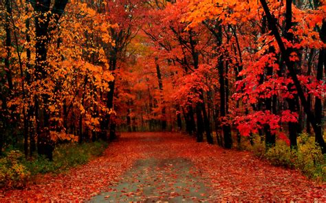 Beautiful Fall Forest Wallpapers Top Free Beautiful Fall Forest