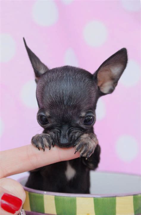 Tiny Teacup Chihuahua Puppies For Sale In South Florida Teacups