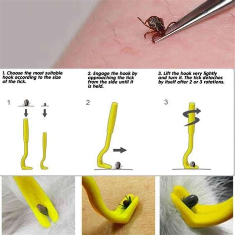 How To Remove A Tick From A Cat Without A Tick Remover