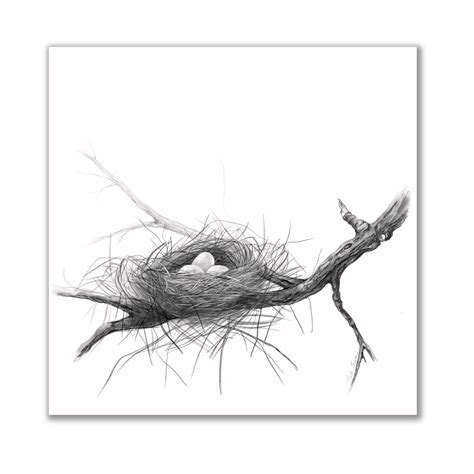 Bird Nest Pencil Drawing