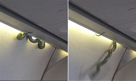Aeromexico Passengers Horrified After A Snake Slithers Out Of Planes