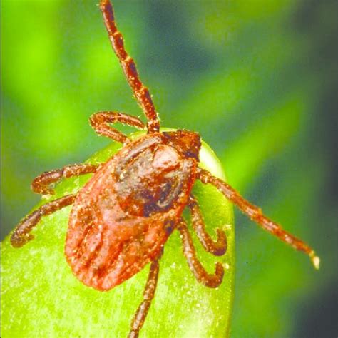 Early Signs Of Tick Disease In Dogs Recognize Disease