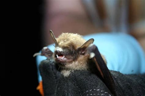 Bat Tests Positive For Rabies In Northern Michigan County