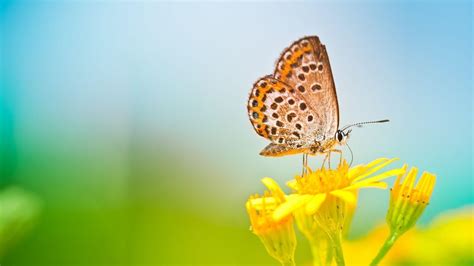 68 Butterfly And Flower Wallpaper