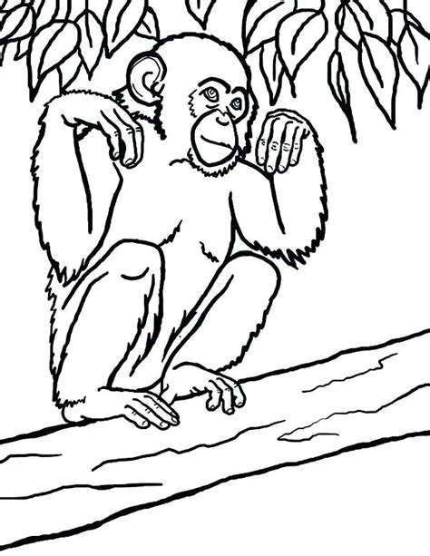 Chimp Coloring Pages At Getdrawings Free Download