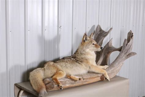 Sold Price Full Body Coyote Taxidermy Mount Taken In