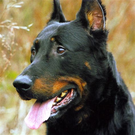The beauceron he is known in france as a watchdog, a farm helper. El Beauceron - Aperrados.com
