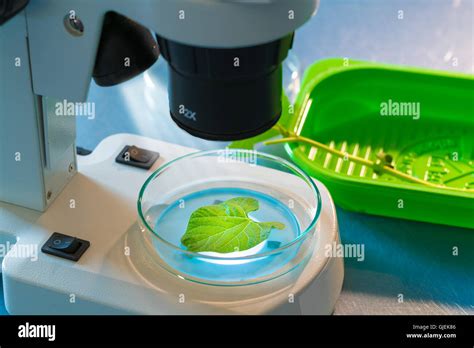 Las Plantas Modificadas Genéticamente En El Laboratorio De Ciencias