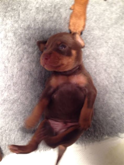 Miniature Pinscher Dogs And Puppies For Sale Pets4homes Miniature