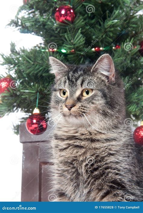 Cute Tabby Cat In Front Of Christmas Tree Stock Photo Image Of Animal