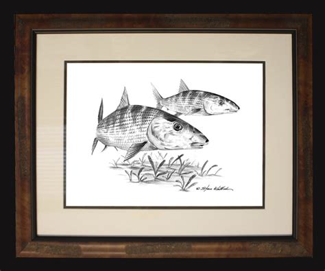 Pencil Art Bonefish Steve Whitlock Game Fish Art Steve Whitlock