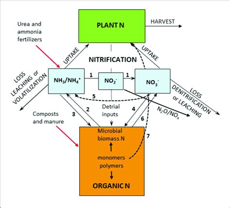 The Soil Internal Nitrogen Cycle With 1 Nitrification Including