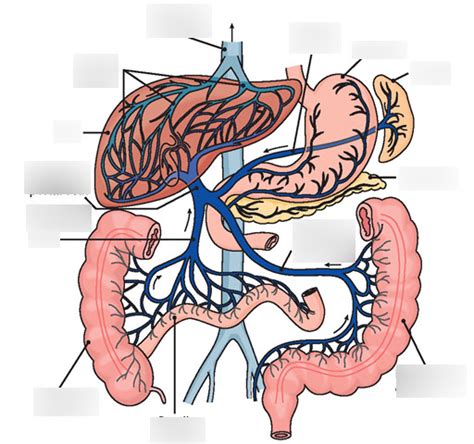 Hepatic Portal System Diagram Quizlet