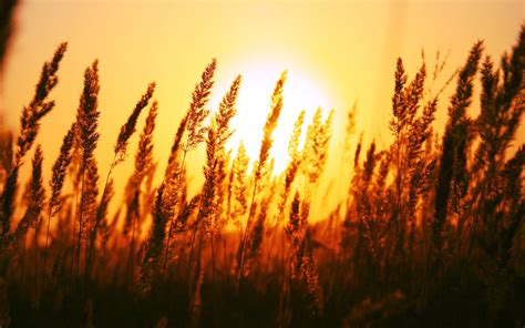 Free Download Hd Wallpaper Wheat Grass Silhouette Of Grass During
