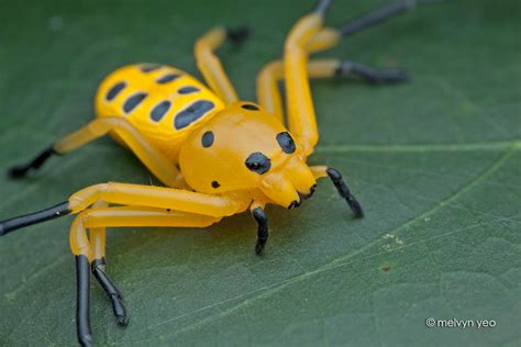 The Most Beautifully Terrifying Spiders You Never Knew Existed Spiders