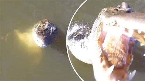 Drone Captures Moment Alligator Chomps On It Video New York Post
