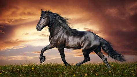 Mustang Horse Wallpapers Top Free Mustang Horse Backgrounds