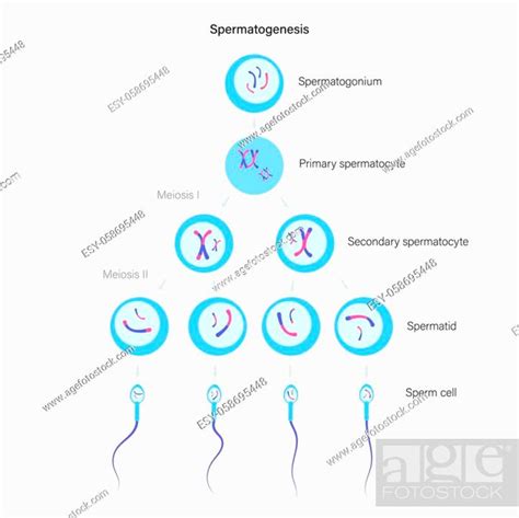 Spermatogenesis And Cell Division Diploid Cells Dna Replication And