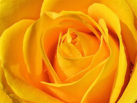 See more ideas about flowers, rose wallpaper, beautiful roses. HD Wallpapers: Yellow Roses Pictures