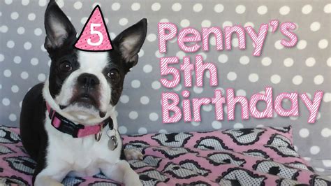 Read reviews of your nearest local pet store or. Penny Knows the Way to the Pet Store | Boston Terribles ...