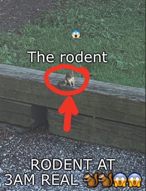 The Rodent Imgflip