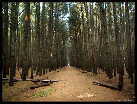 Floresta De Pinheiros Gua Ba Rs Lucas Pedruzzi Flickr