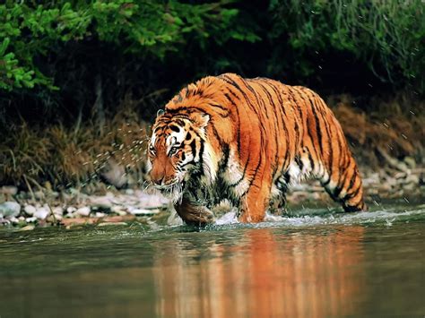Siberian Tigers My Pakistan