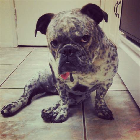 28,324 likes · 1,547 talking about this. Olde English Bulldogges in Florida - One Of A Kind Bulldogs