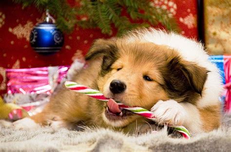 Christmas Dogs Wallpapers Wallpaper Cave
