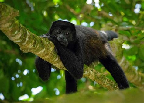47 Amazon Rainforest Animals Ecuadors Monkeys Birds Fish Reptiles