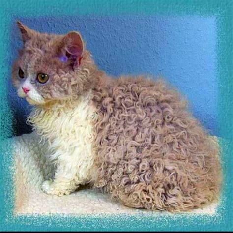 What will matter more is whether the dog sheds their hair or does not shed at all, as. Pin by Julie Maricle on buddies | Cat allergies, Fluffy ...
