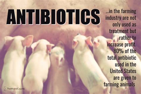 Global Use Of Antibiotics For Livestock The World Counts