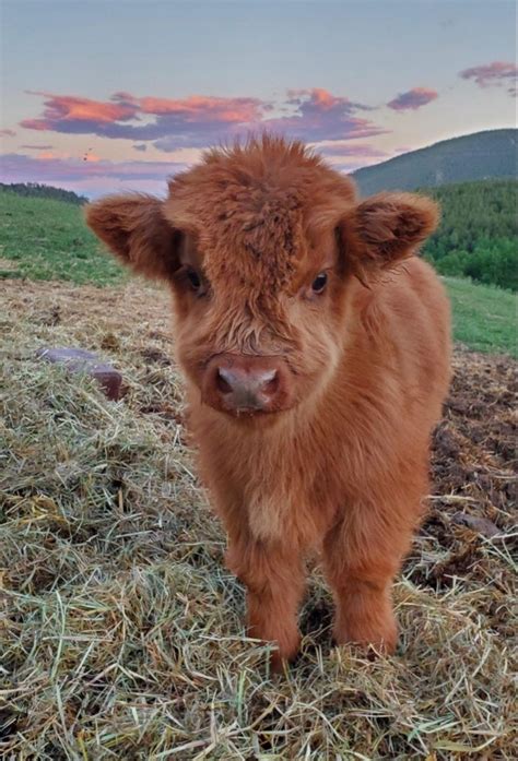 Pinterest Alyssajoyduke Cute Baby Cow Fluffy Cows Cute Cows
