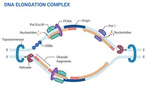 Where Does Dna Synthesis Happen In Eukaryotic Cells Doctorvisit