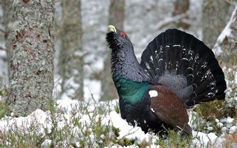 nature, Animals, Birds Wallpapers HD / Desktop and Mobile ...