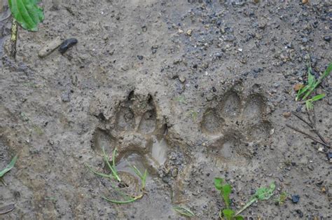 Animal Track Identification Animal Footprint Id Chart