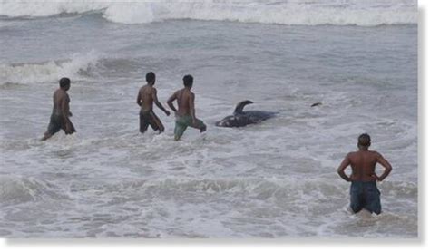 Nearly 120 Stranded Whales Rescued In Sri Lanka 3 Found Dead Earth