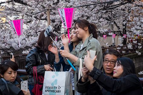 Japan Cherry Blossom Viewing Hanami Parties Celebrate Ancient