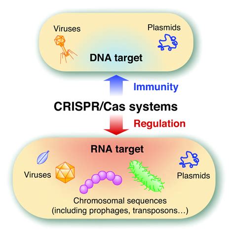 Mechanism Of Crispr Immunity In All Three Types Of Crispr Cas System